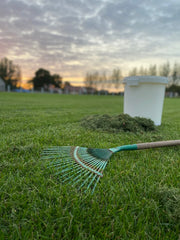 Dethatching Lawn Care with Rake