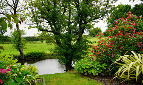 Photograph of a lake with green grass and blooming shrubs and trees