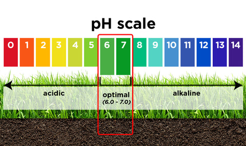 pH Scale graphic