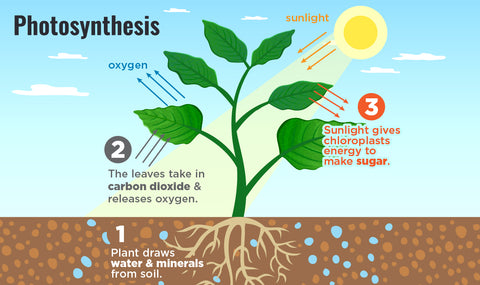 Infographic showing the process of photosynthesis
