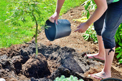 person planting tree in soil