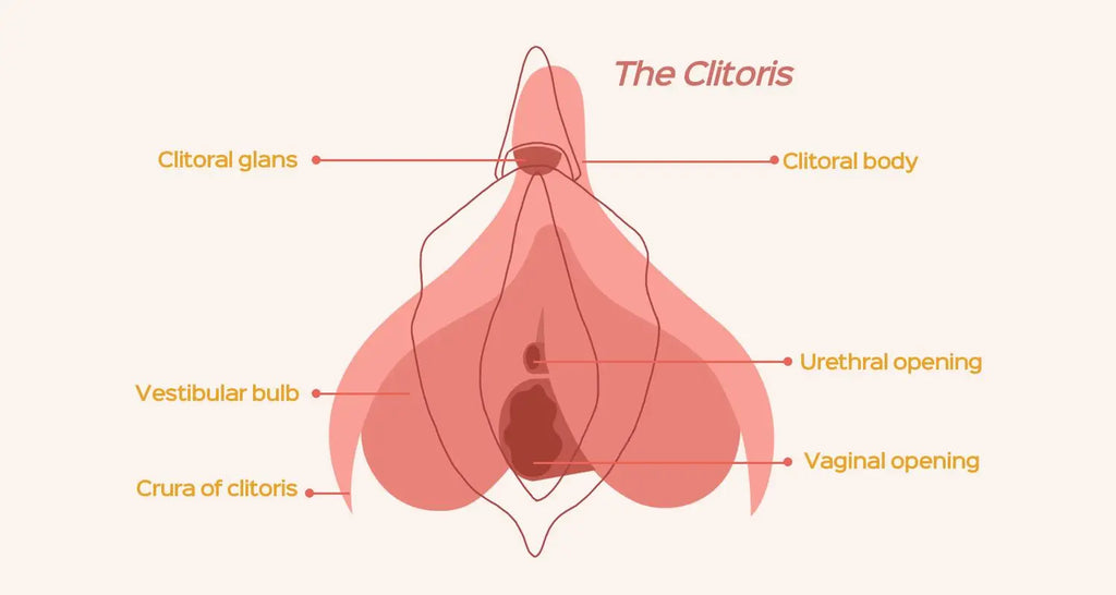 Anatomy of the Clitoris