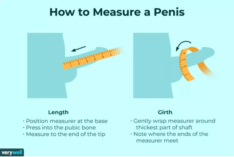 measure penis