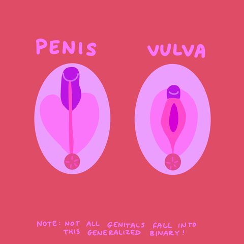 penis-vulva