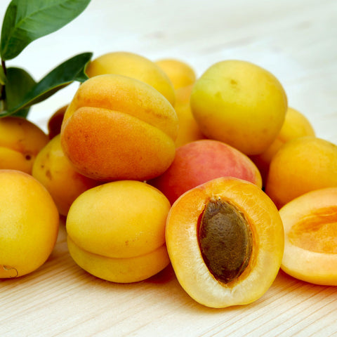 Apricot-Kernel