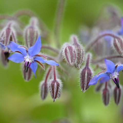 Borage