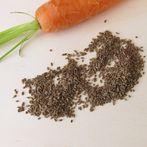 Carrot-Seed