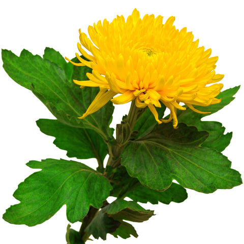 Chrysanthemum