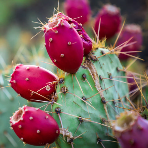 Prickly-Pear