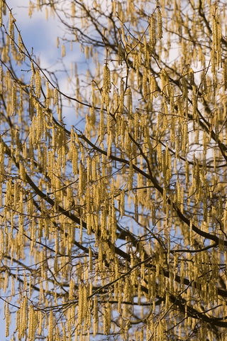 hazel catkin