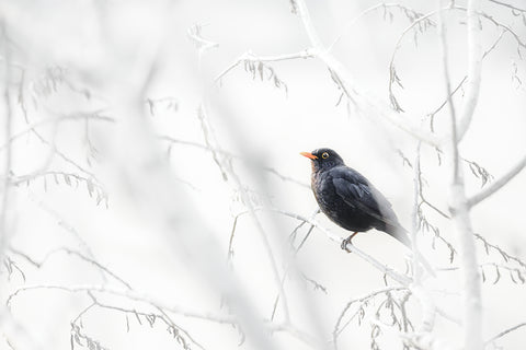 Bird in the snow