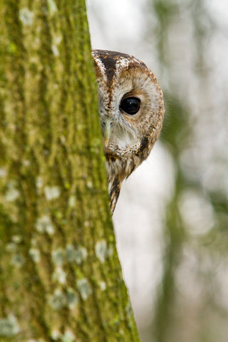 Tawny owls