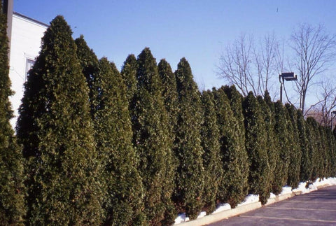 The Best Privacy Trees for Your Yard – Ready To Grow Trees