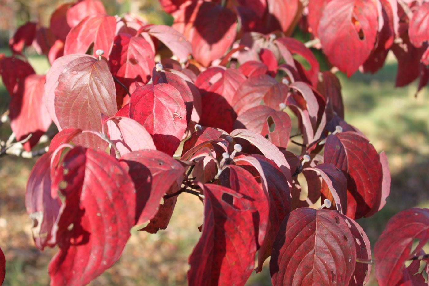 Dogwood Flowering Trees For Sale Cornus Florida Ready To Grow Trees