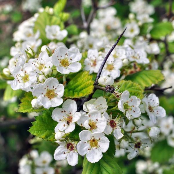 Hawthorn, Washington Trees For Sale | Crataegus ...