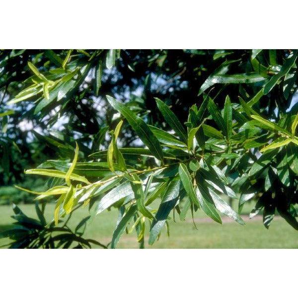 Oak, Willow Trees For Sale | Quercus phellos – Ready To Grow Trees