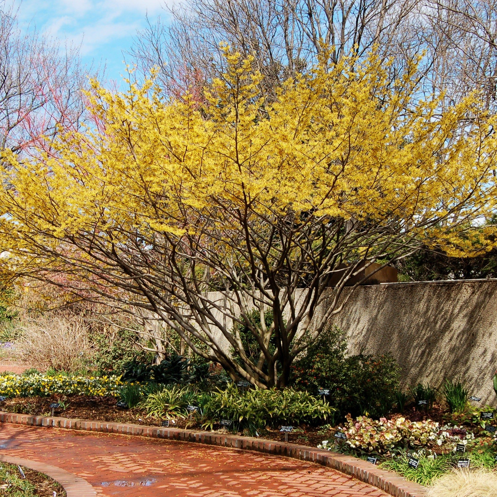 tiny witch hazel tree