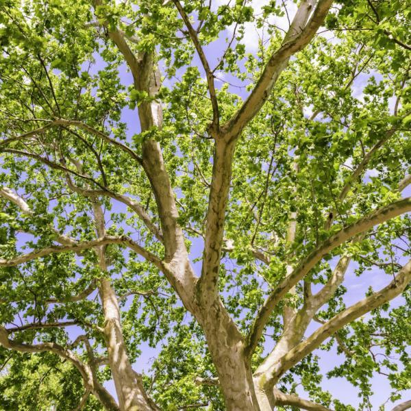 Sycamore Trees For Sale Platanus Occidentalis Ready To Grow Trees