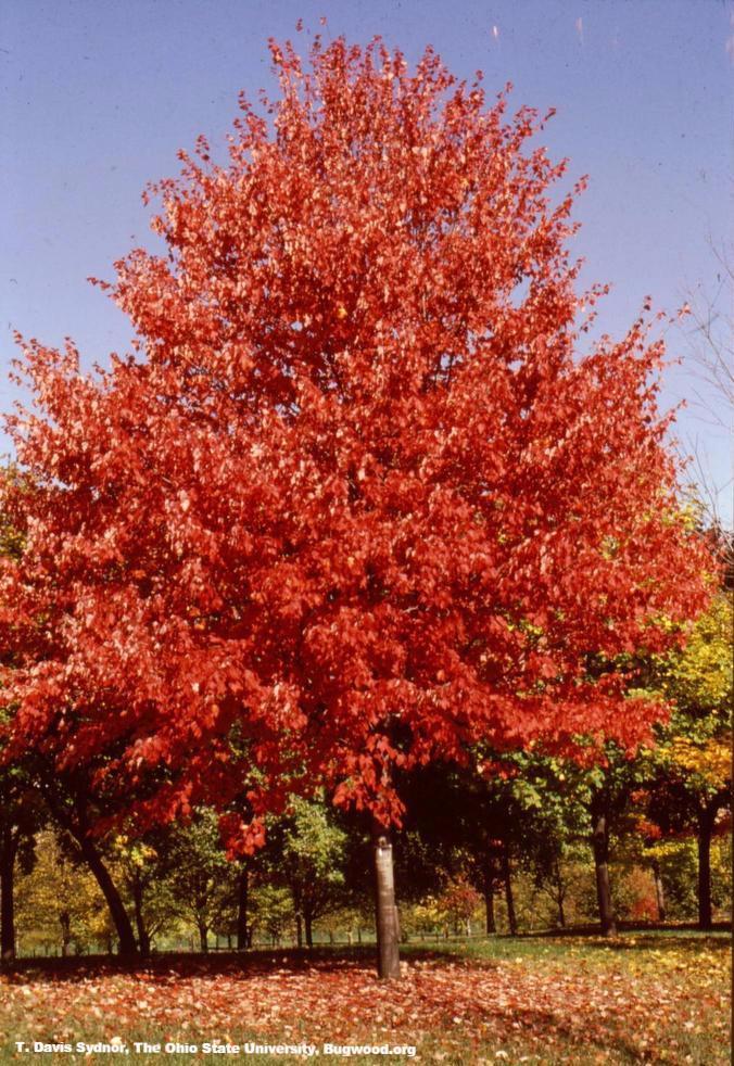 Maple, Red – Ready To Grow Trees