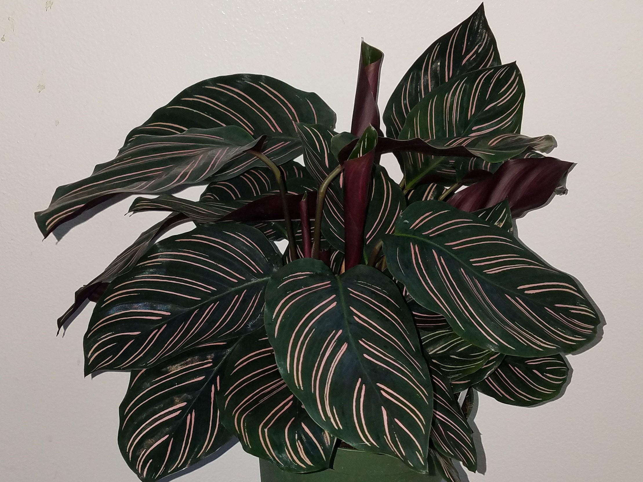  Calathea Ornata  For Sale Wholesale Plants Sunshine 