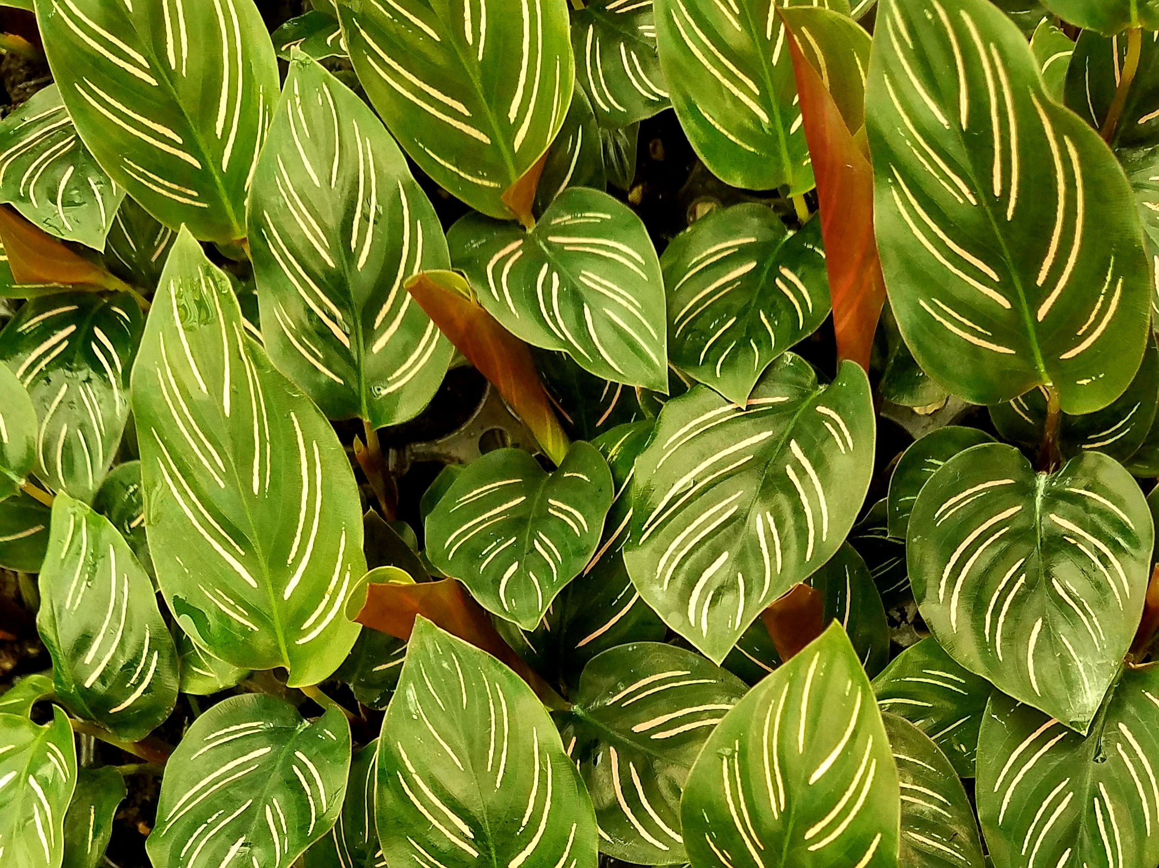 Calathea Ornata For Sale, Wholesale Plants - Sunshine Horticulture