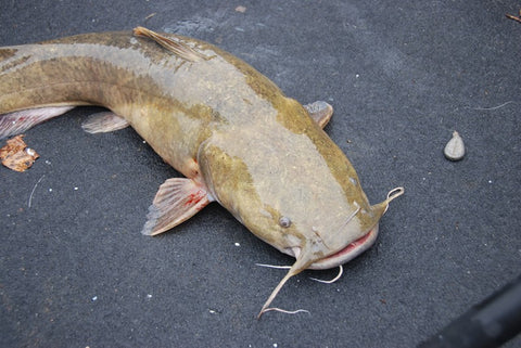 Targeting Flathead Catfish With Ty Konkle - B'n'M Pole Company