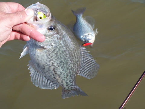 When and How to Pull Crankbaits for Crappie (Part 1) - B'n'M Pole