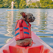 Dog Life Jacket