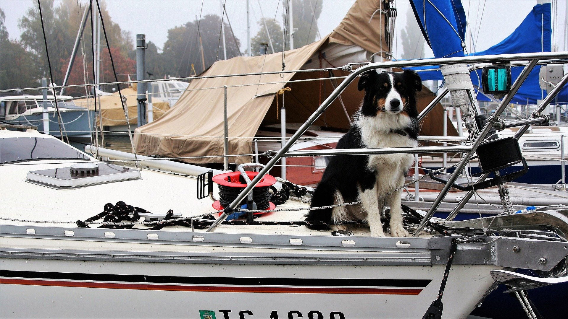 Boat Dog Essentials