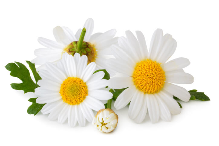 Chamomile as ingredient in sleep aids