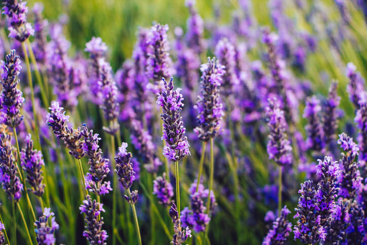 lavender as ingredient in sleep aids