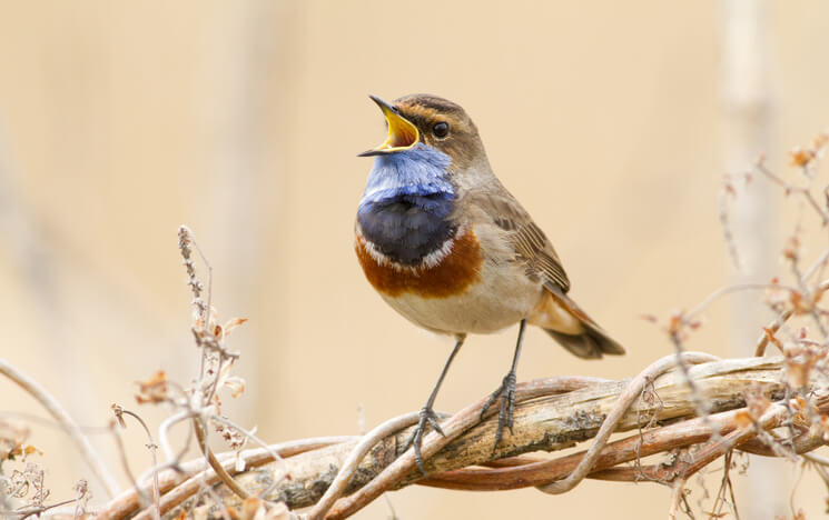 listen to natural sounds during meditation