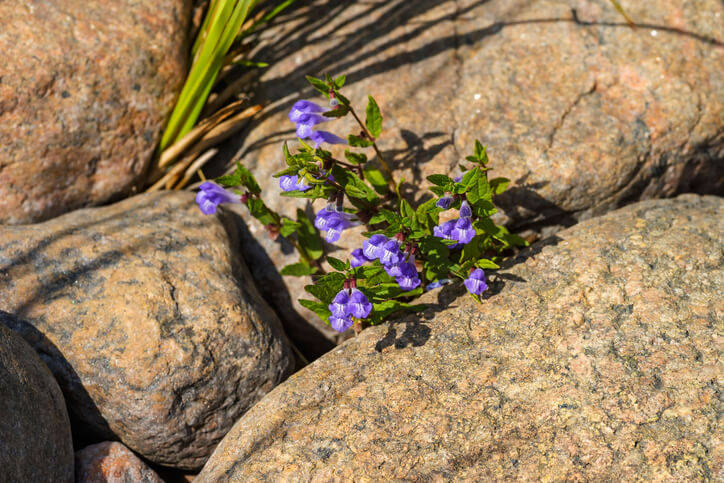 skullcap as ingredient in sleep aids