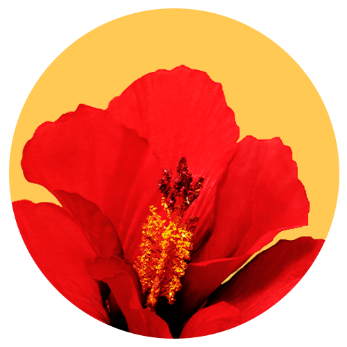 5-Flower Oil Blend (Hibiscus, Rosehip, Evening Primrose, Crambe + Sunflower) image
