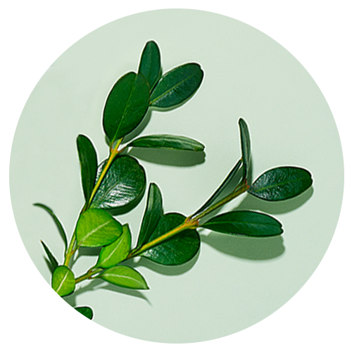 Moringa Water and Seed Extract image