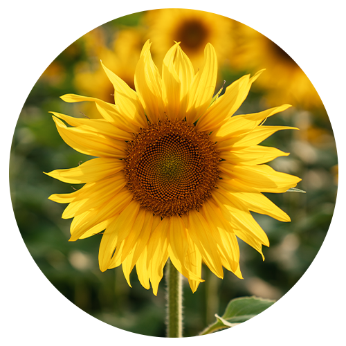 Sunflower and Ginger Root Oils image