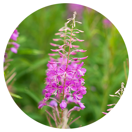 Willow Herb + Niacinamide image