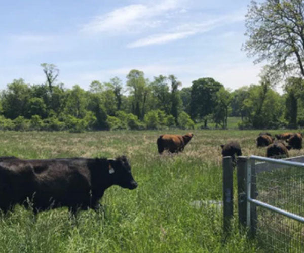 can dogs eat grass fed beef