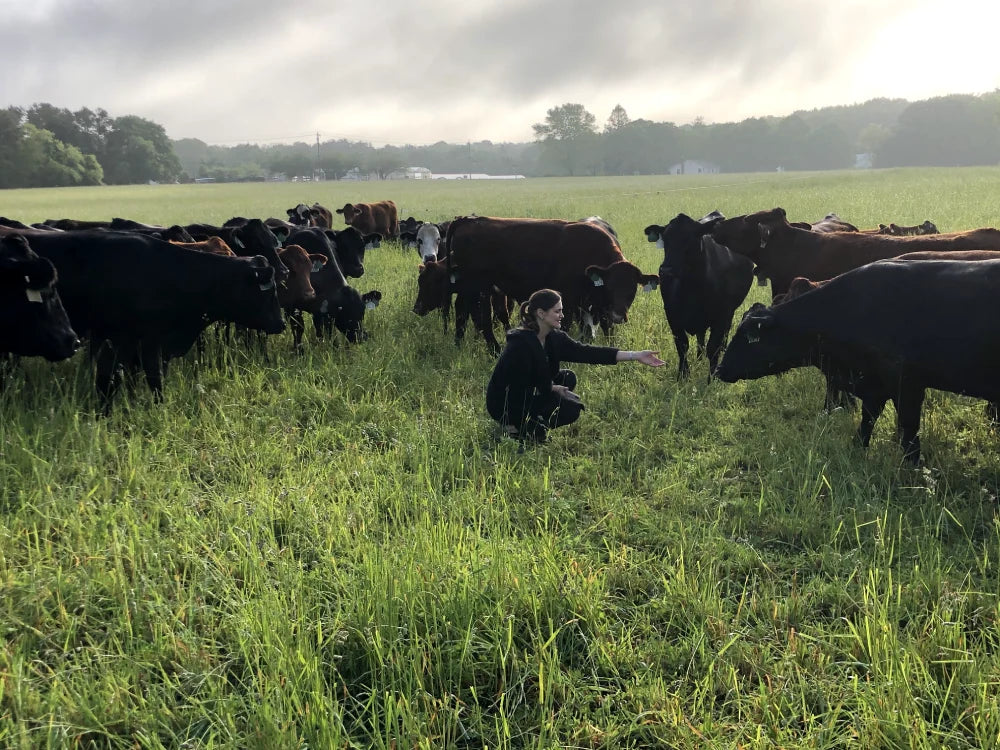Grass-fed cattle in green pasture eating grass