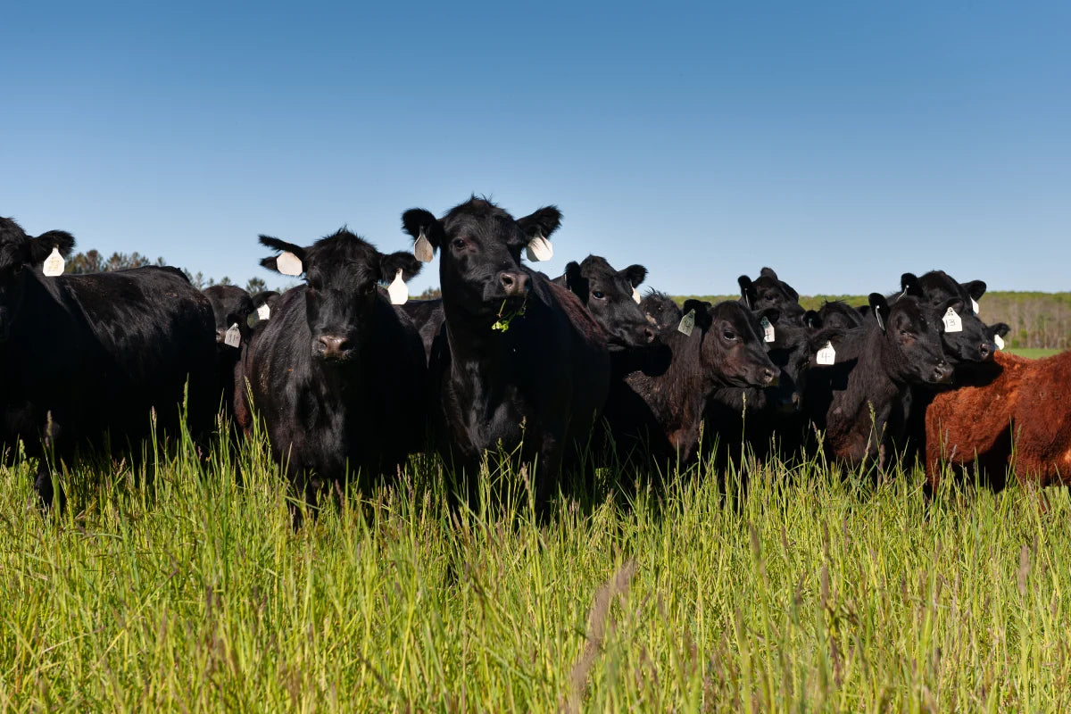 Grass-fed cows in a wide open green pasture