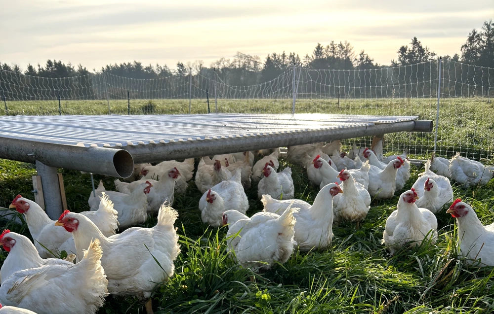 pasture raised chickens on farm