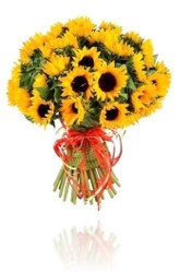 Flower represents love sunflowers