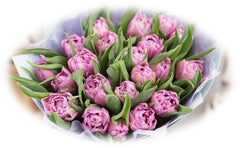 Flower represents love tulips