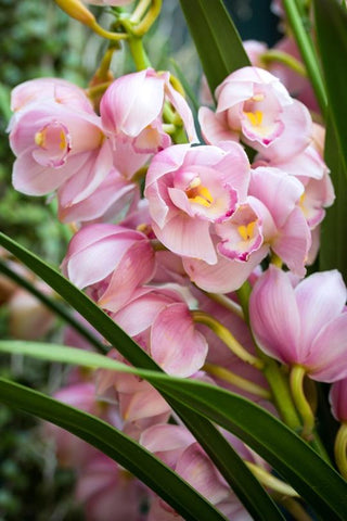 how to get orchids to flower