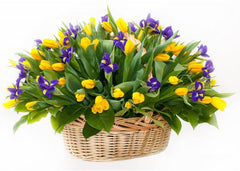what do blue tulips symbolize