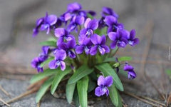 Birth flowers February violet
