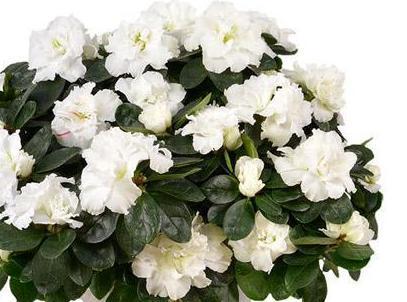 Azalea Plant Ceramic Pot. Stunning plant delivery in London. Buy Plants  Now! – Flowers Box London