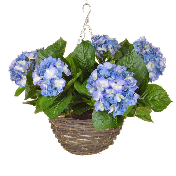 Image of Blue mini hydrangea plant in hanging basket