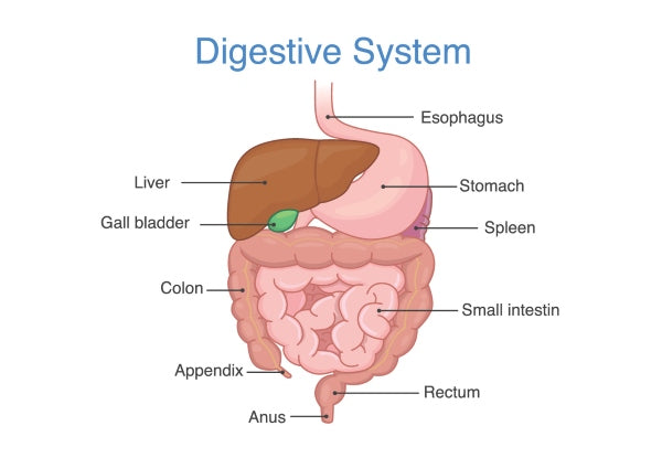 Amperna Digestive System