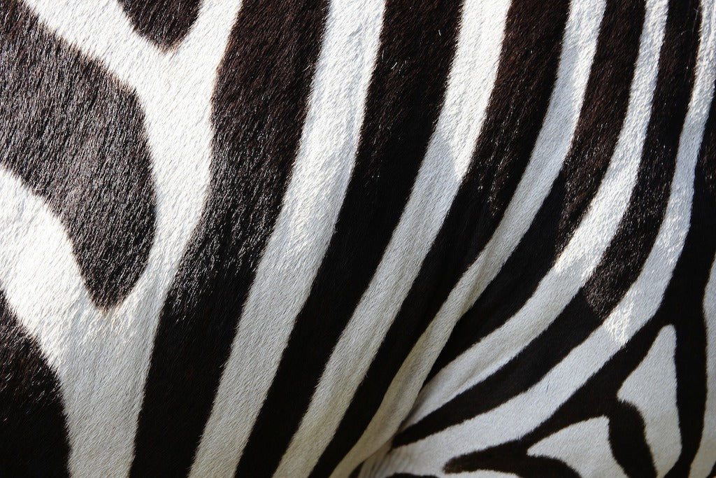 Zebra fun facts